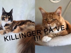 Maine coon Killinger